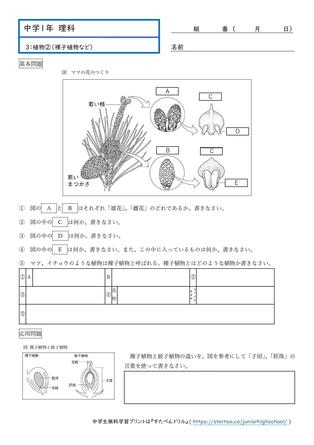 中1理科「植物の分類｜裸子植物など」学習プリント無料ダウンロード・印刷